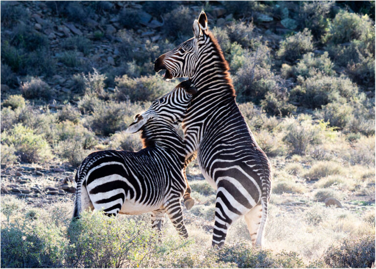 Read more about the article Karoo National Park