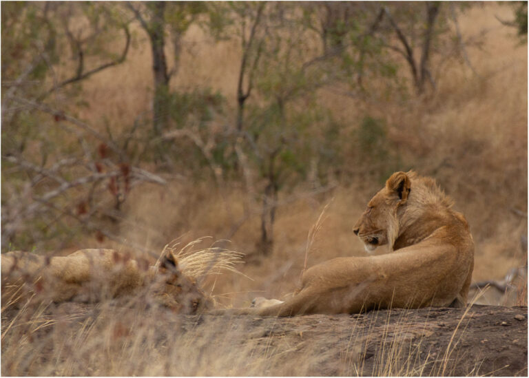 Read more about the article Kruger National Park