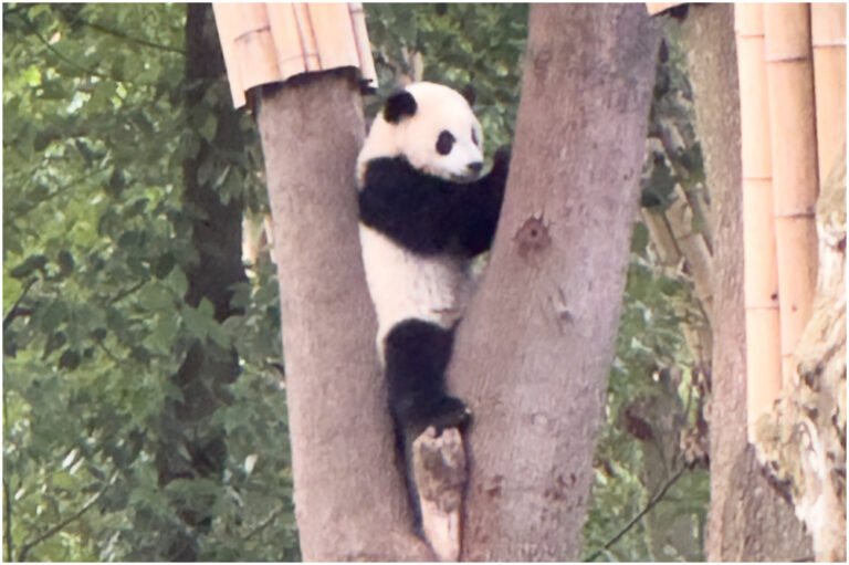 Read more about the article Chengdu and some Pandas